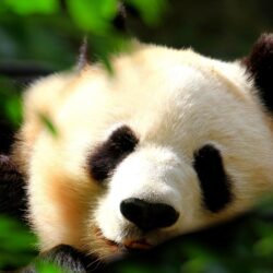 Giant Panda Wallpapers, Pictures, Image