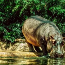 Download Hippo Wallpapers