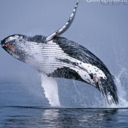 Humpback Whale wallpapers