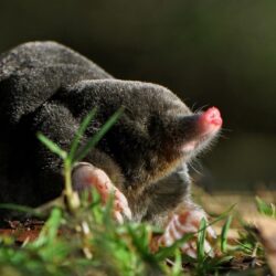moles, Animals, Grass Wallpapers HD / Desktop and Mobile