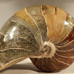 Details about LARGE Nautilus Fossil Nautiloid Fish Mineral