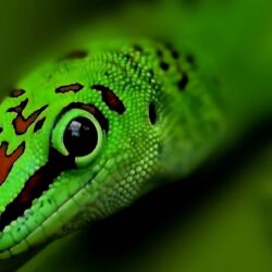 Selective focus of green leopard, gecko HD wallpapers