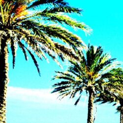 Palm Trees Wallpapers px Desktop Backgrounds