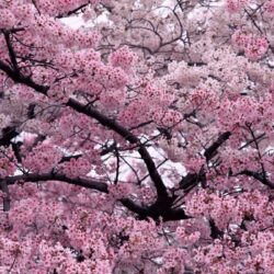 Sakura Flower with Resolution Wallpapers Download Logo And