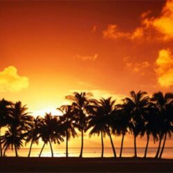 Palm Tree Sunset Backgrounds Desktop Backgrounds