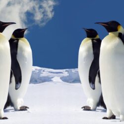 Penguin Wallpapers HD Pictures – One HD Wallpapers Pictures