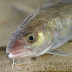 Beasts Of Iceland: The Atlantic Cod
