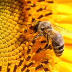 Honey Bee wallpapers
