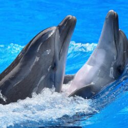 171 Dolphin Wallpapers