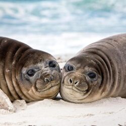 Wallpapers Seals Eared seal 2 Animals Staring