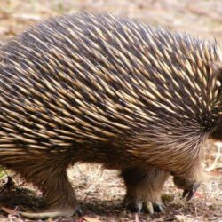 Echidna together with the platypus, are the only extant mammals that