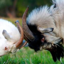 Goats Animals Goat HD Wallpapers, Desktop Backgrounds, Mobile