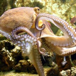 HD Octopus Wallpapers