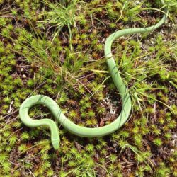 100+ Green Snake Wisconsin – yasminroohi