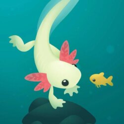 Axolotl by Karianne Hutchinson Illustration vector illustrator adobe