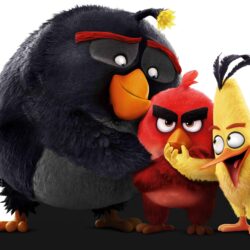 Download The Angry Birds 8k HD 4k Wallpapers In Screen