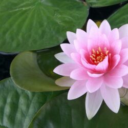 Wallpapers For > Wallpapers Of Lotus Flower