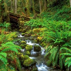 Nature: Rainforest Stream Olympic National Park Washington