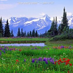 Rocky Mountain Wildflowers Photos 18 Desktop Wallpapers