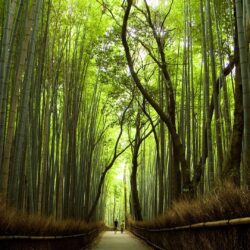 Wallpapers Sagano Bamboo Forest in Japan []