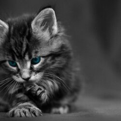 Wallpapers HD 1080p Black And White Cat