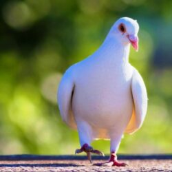 Cute White Pigeon Wallpapers