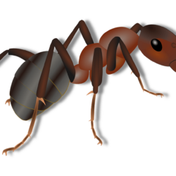 Ant clipart carpenter ant, Ant carpenter ant Transparent