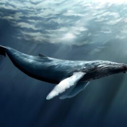 Some bowhead whales alive today are over 200 years old.13