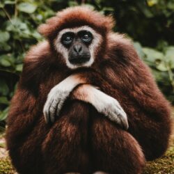 Download wallpapers gibbon, pensive, sitting, cute