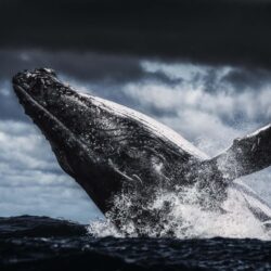 Humpback Whale 4k Ultra HD Wallpapers