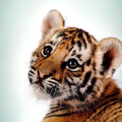 A selection of 10 Image of Tigers in HD quality