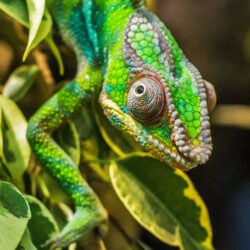 Chameleon Wallpapers, Pictures, Image