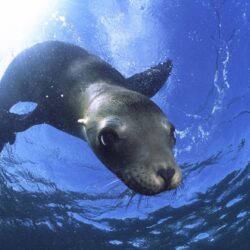 Animals: California Sea Lion, Baja California, Mexico, picture nr