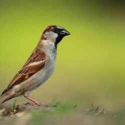 Sparrow Wallpapers Hd on WallpaperGet
