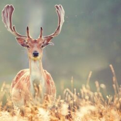 9789 deer wallpapers for desktop