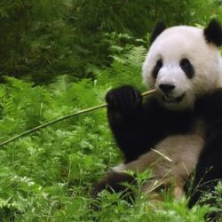 Giant Panda Eating Bamboo wallpapers