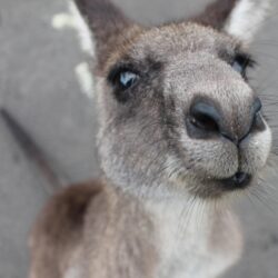 Baby Kangaroo Face 4K Wallpapers