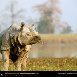 Rhino Picture, Rhino Desktop Wallpaper, Free Wallpapers, Download