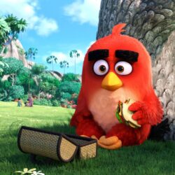 Wallpapers Red, Angry Birds, 2016, 4K, Movies,