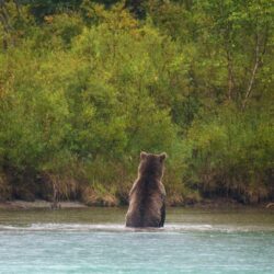 Animal Pictures: View Image of Lake Clark National Park and Preserve
