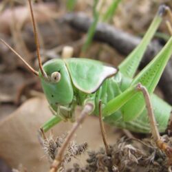 Do Crickets Bite: Common Symptoms & Treatment, How to Get