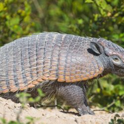 Brown armadillo near green plant HD wallpapers