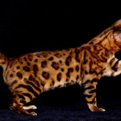 Bengal Cat Desktop Wallpapers