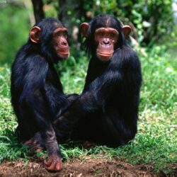 Chimpanzees Wallpapers