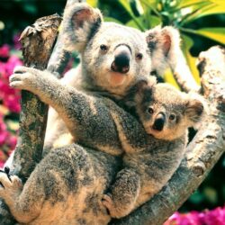 48+] Cute Koala Wallpapers