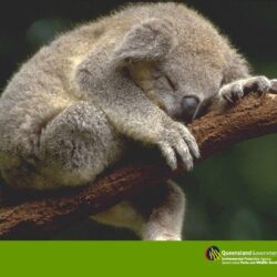 sleeping koala wallpapers