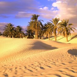 Palm Trees in Sahara Desert Wallpapers – Travel HD Wallpapers