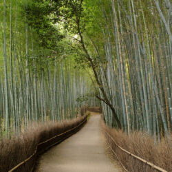 Jeffrey Friedl’s Blog » Mike Bennett’s Last Day in Kyoto: Arashiyama