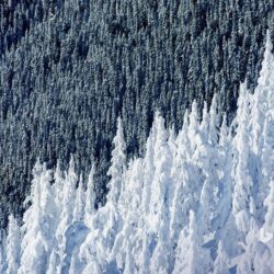 Wallpapers winter, forest, snow, spruce, slope, Canada, British