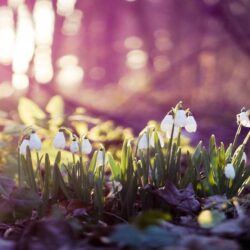 Spring Wallpapers HD Group